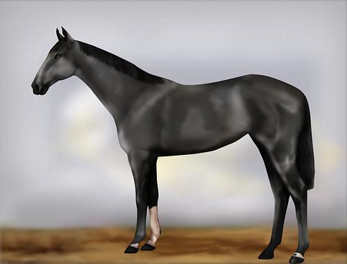 Horse Image