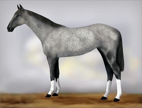 Horse Image
