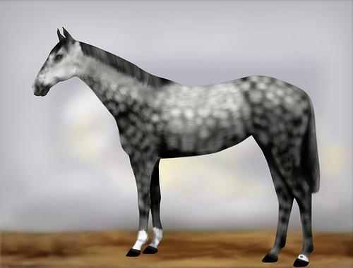 Horse Image