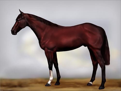Horse Image