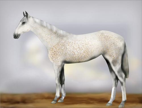 Horse Image