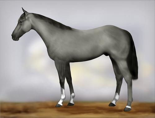 Horse Image