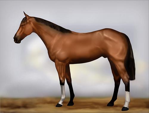 Horse Image