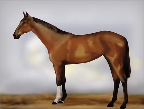 Horse Image