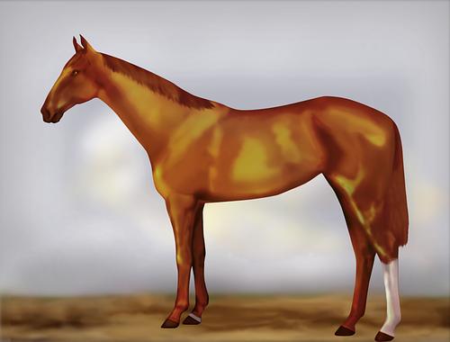 Horse Image
