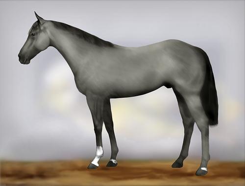 Horse Image
