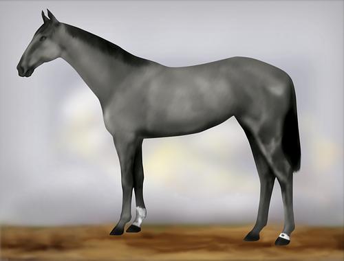 Horse Image