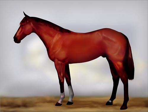 Horse Image