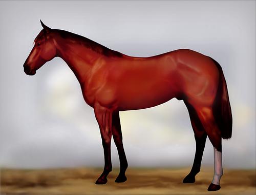 Horse Image
