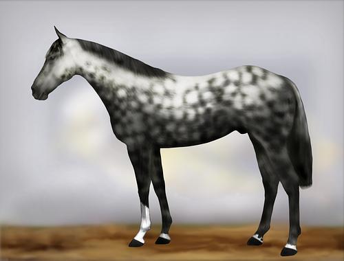 Horse Image
