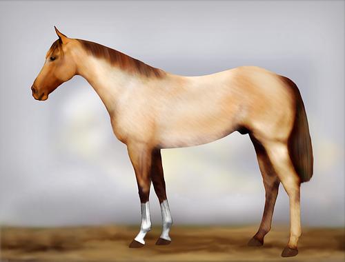 Horse Image