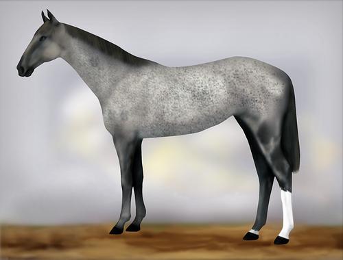 Horse Image