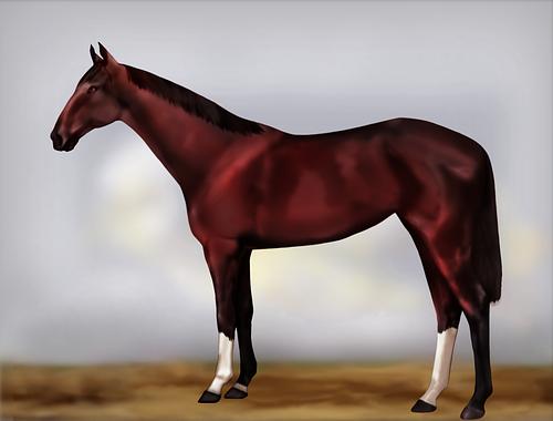 Horse Image