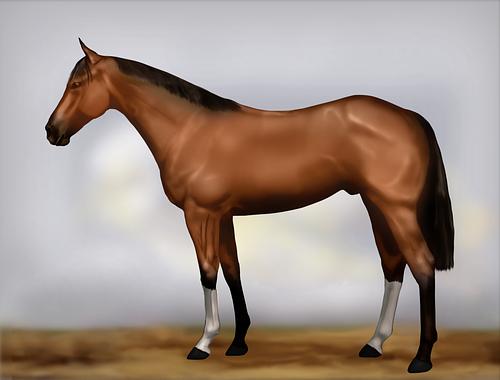 Horse Image