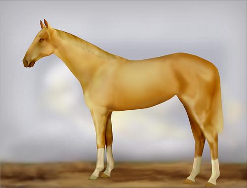 Horse Image