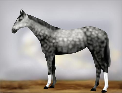 Horse Image