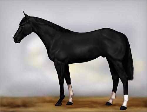 Horse Image