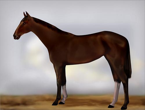 Horse Image