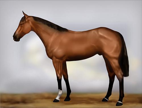 Horse Image