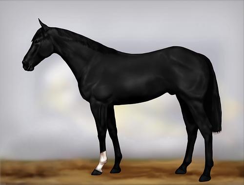Horse Image