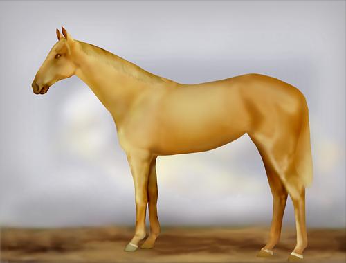 Horse Image