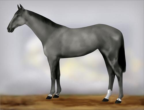 Horse Image