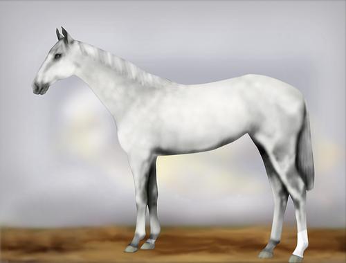 Horse Image