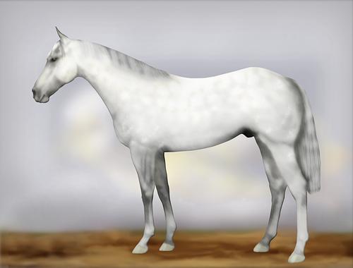 Horse Image