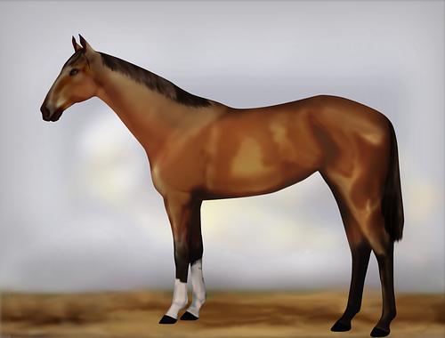 Horse Image