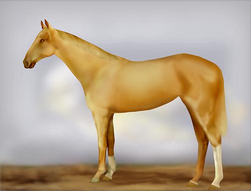 Horse Image