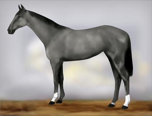 Horse Image