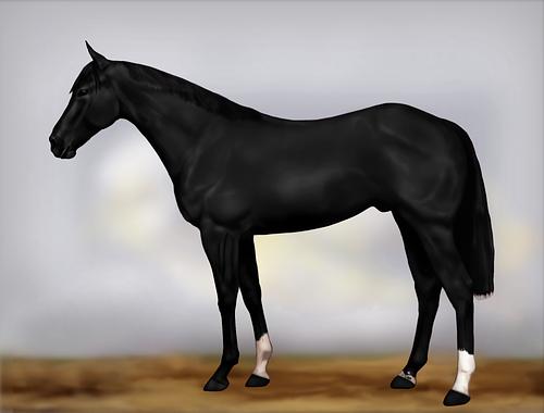 Horse Image