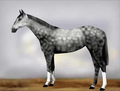 Horse Image