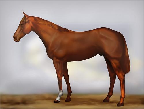 Horse Image