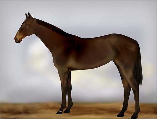 Horse Image