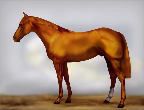 Horse Image