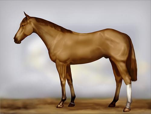 Horse Image