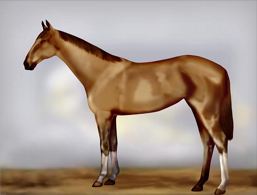 Horse Image