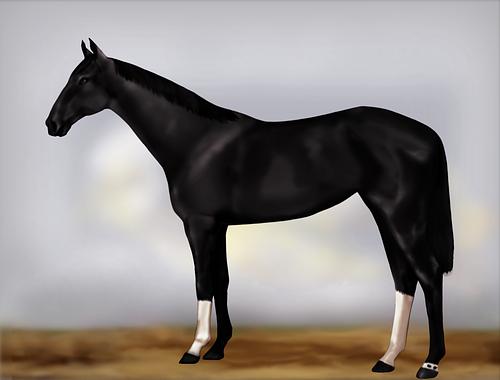 Horse Image