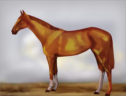 Horse Image