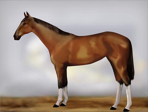 Horse Image
