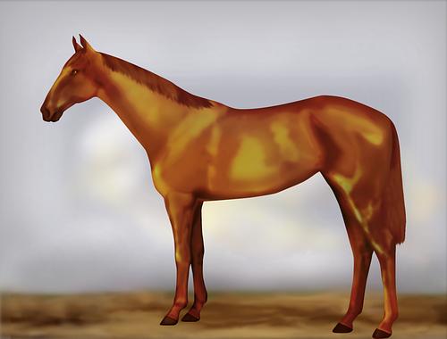 Horse Image