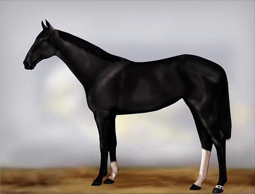 Horse Image
