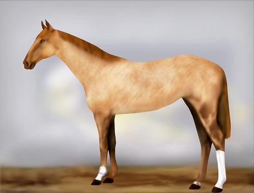 Horse Image