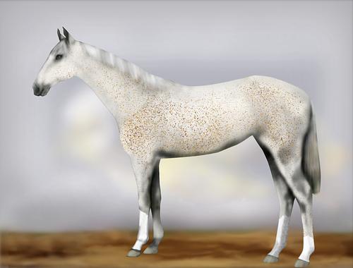 Horse Image