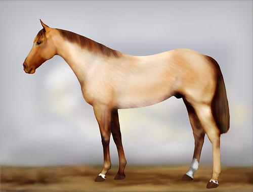 Horse Image