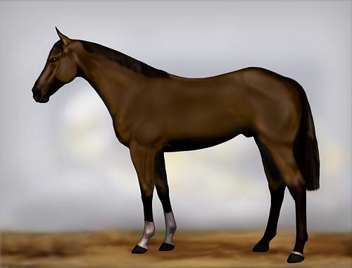 Horse Image