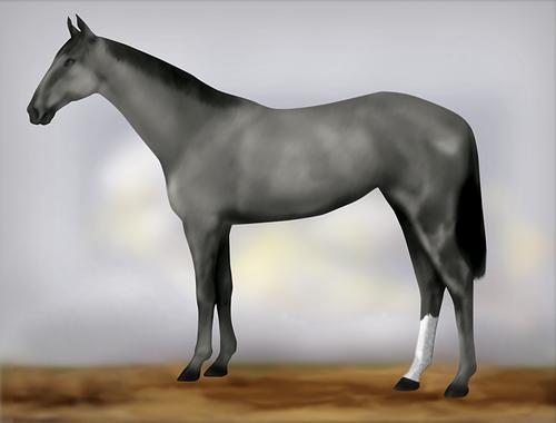 Horse Image