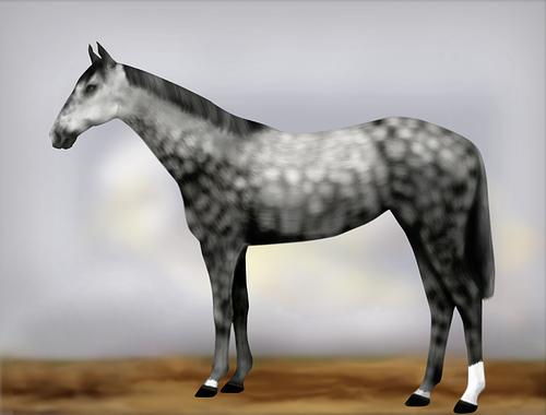 Horse Image