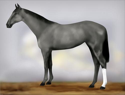 Horse Image
